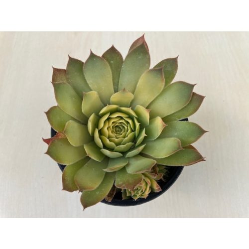 Sempervivum 11.