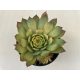 Sempervivum 11.