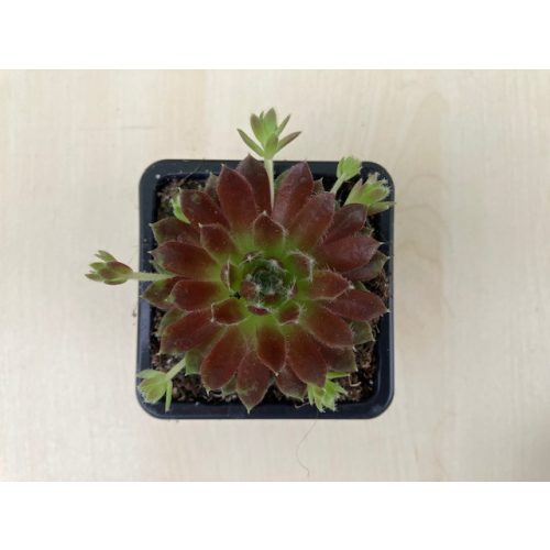 Sempervivum 136