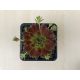 Sempervivum 136