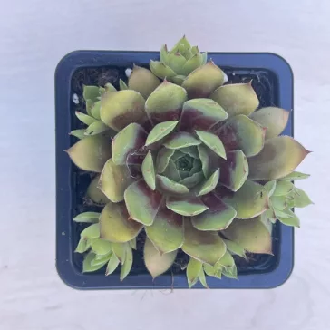 Sempervivum 19. (1ks)