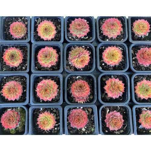 Sempervivum 19. (1ks)
