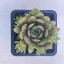 Sempervivum 19. (1ks)