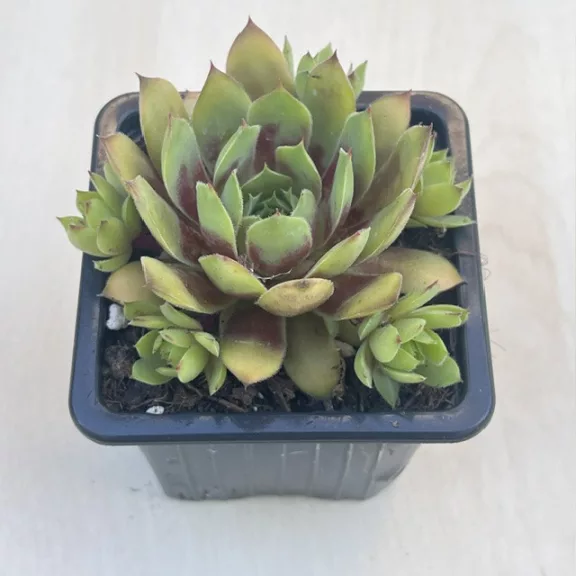 Sempervivum 19. (1ks)