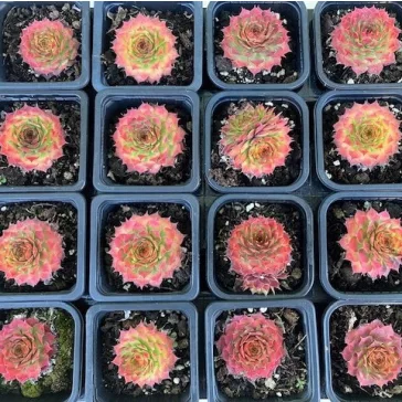 Sempervivum 19. (1ks)