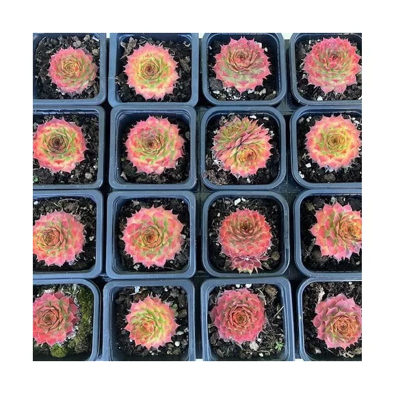 Sempervivum 19. (1ks)