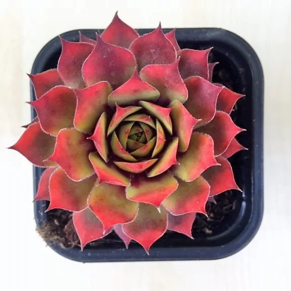 Sempervivum 19. (1ks)