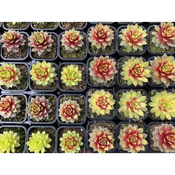 Sempervivum 19. (1ks)