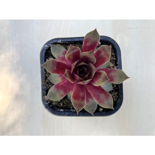 Sempervivum 23