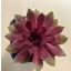 Sempervivum 23