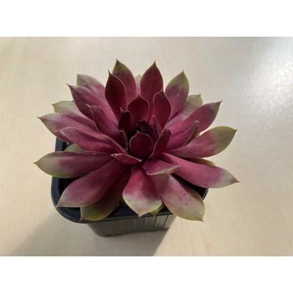 Sempervivum 23