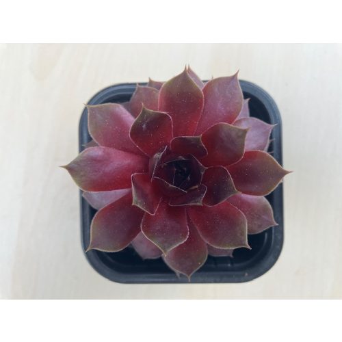 Sempervivum 26