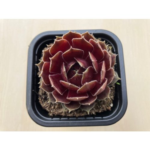 Sempervivum 29