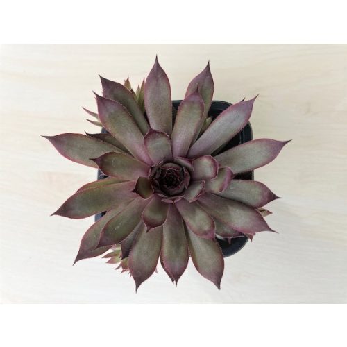 Sempervivum 36
