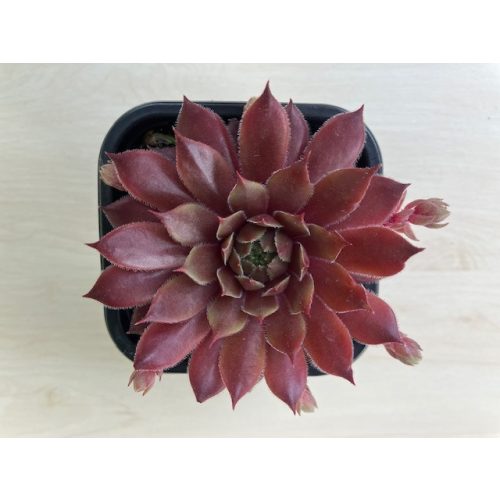 Sempervivum 37
