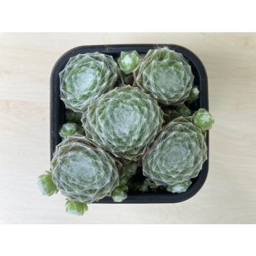 Sempervivum 38