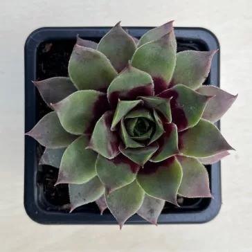 Sempervivum 41.