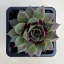 Sempervivum 41.