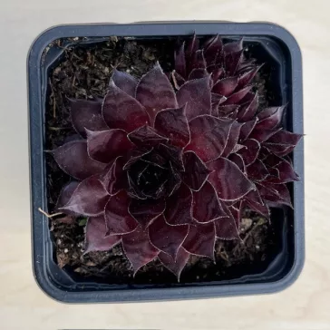Sempervivum 4.
