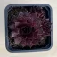 Sempervivum 4.