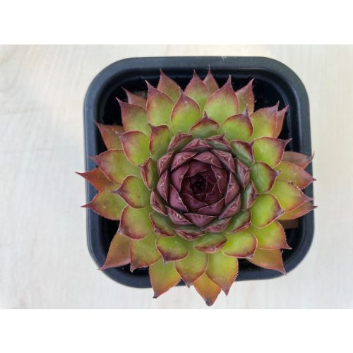 Sempervivum 58.