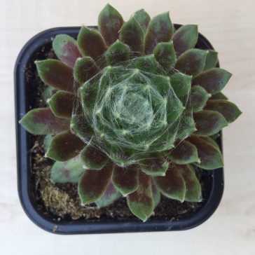 Sempervivum 6.