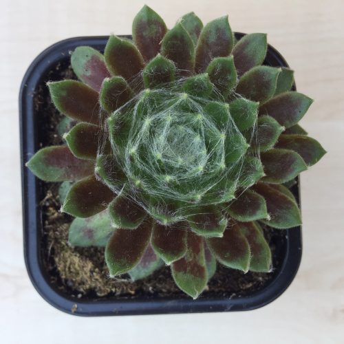 Sempervivum 6.
