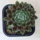 Sempervivum 6.