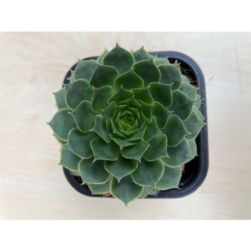 Sempervivum 62.