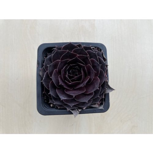 Sempervivum 71..