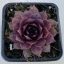 Sempervivum 82.