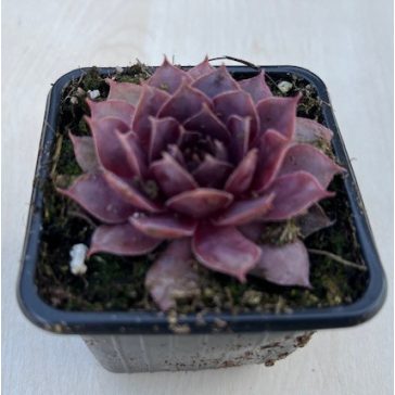 Sempervivum 82.