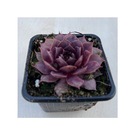 Sempervivum 82.