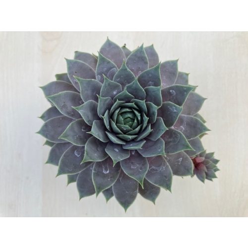 Sempervivum 'Grape Tone'