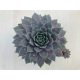 Sempervivum 'Grape Tone'