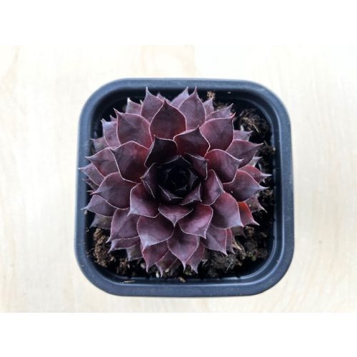 Sempervivum 91.