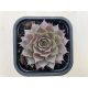 Sempervivum 91.