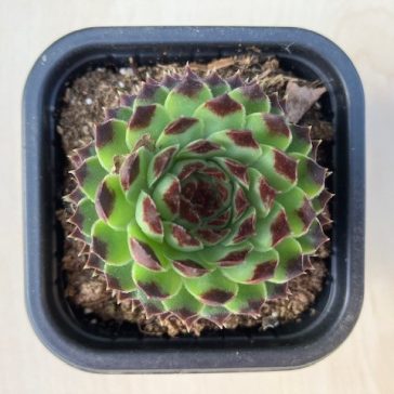 Sempervivum 'Appletini'