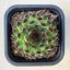 Sempervivum 'Appletini'