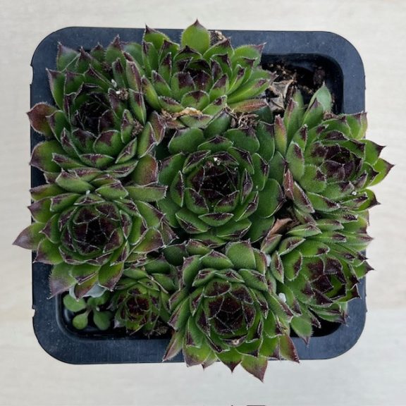 Sempervivum 'Appletini'