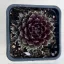 Sempervivum 99.