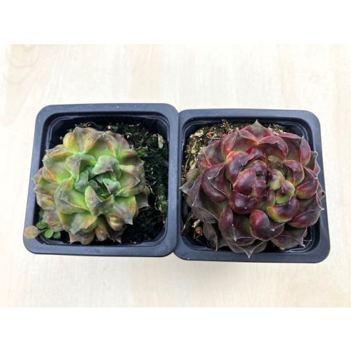 Sempervivum 'Fame Monstrose' (1ks)