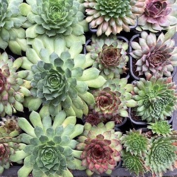 Prekvapivá skálné ruža