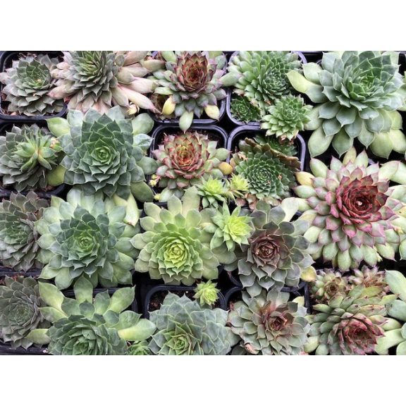 Prekvapivá skálné ruža