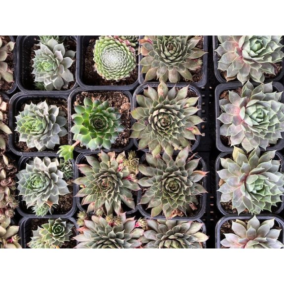 Prekvapivá skálné ruža