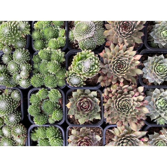 Prekvapivá skálné ruža