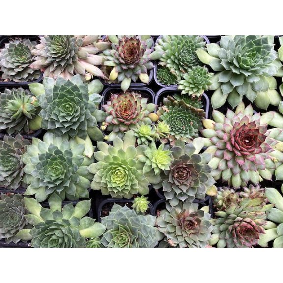 Prekvapivá skálné ruža