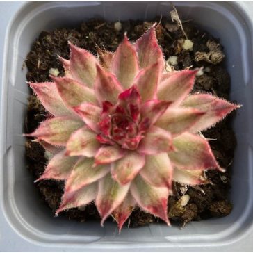 Sempervivum 'Saxon'
