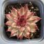 Sempervivum 'Saxon'