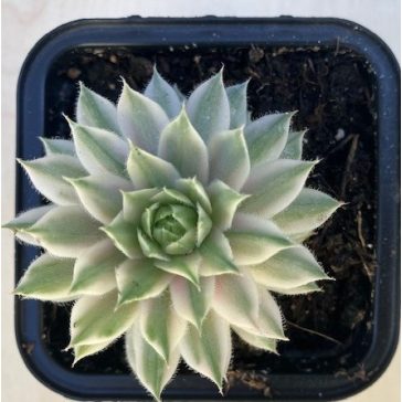 Sempervivum 'Saxon'
